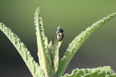 Calligrapha dislocata