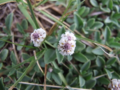 Phyla nodiflora minor