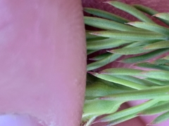 Osteospermum glabrum