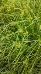 Carex lurida