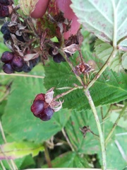 Rubus × idaeoides
