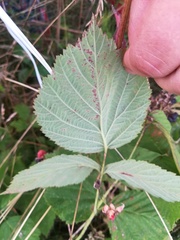 Rubus × idaeoides