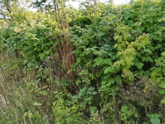 Rubus × idaeoides