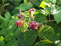 Rubus × idaeoides