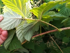 Rubus × idaeoides