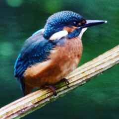 Alcedo atthis