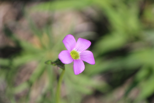 Image of Oxalis decaphylla by (c) José Belem Hernández Díaz, some rights reserved (CC BY)