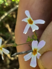 Jamesbrittenia argentea