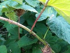Rubus × idaeoides
