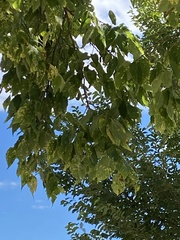 Celtis occidentalis