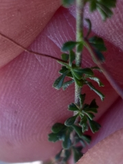 Jamesbrittenia argentea