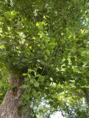 Platanus occidentalis