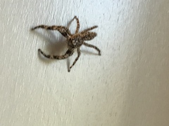 Platycryptus undatus