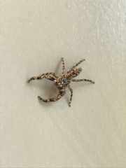 Platycryptus undatus