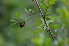 Phyllopertha horticola