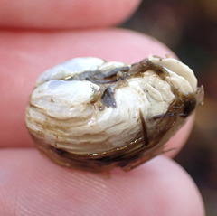 Hiatella arctica