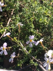 Jamesbrittenia argentea