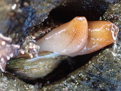 Hiatella arctica