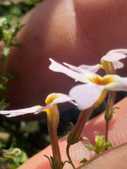 Jamesbrittenia argentea