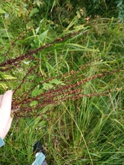 Rumex obtusifolius