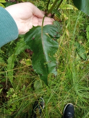 Rumex obtusifolius