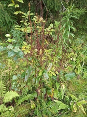 Rumex obtusifolius