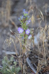 Phacelia linearis