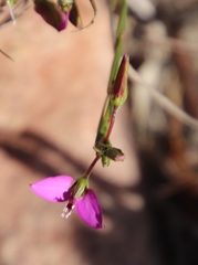Polygala recognita