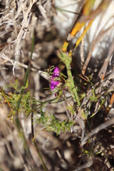 Polygala recognita