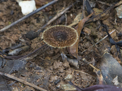 Lentinus