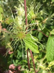 Clematis virginiana