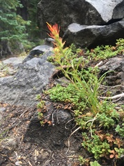 Castilleja applegatei applegatei