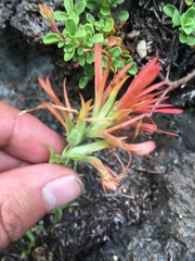 Castilleja applegatei applegatei