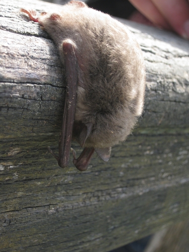 Riječni šišmiš (Myotis daubentonii)