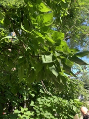 Catalpa speciosa