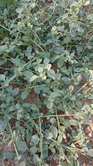 Heliotropium supinum