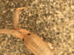 Megalorchestia corniculata