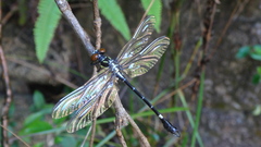 Melligomphus guangdongensis