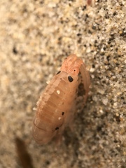Megalorchestia corniculata