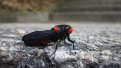 Huechys sanguinea