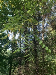 Juglans nigra