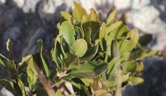 Morella diversifolia