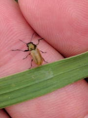 Labidostomis