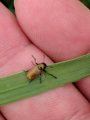Labidostomis