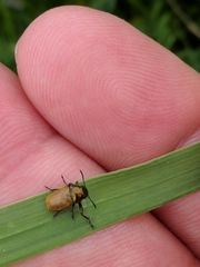 Labidostomis