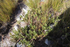 Morella diversifolia