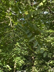 Juglans nigra