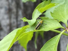 Saperda puncticollis
