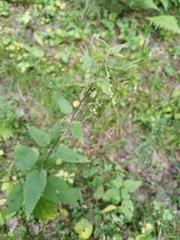Urtica dioica