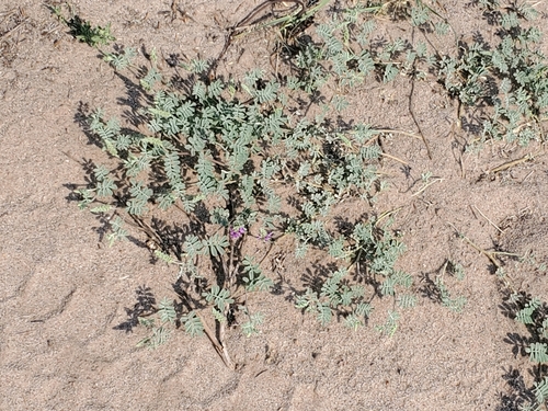 Image of Dalea lanata by no rights reserved